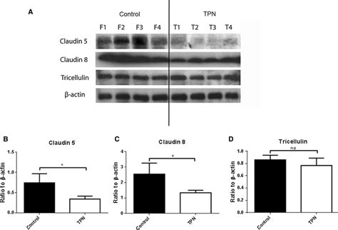 Western Blot Densitometry Of Tj Associated Proteins Claudin 4