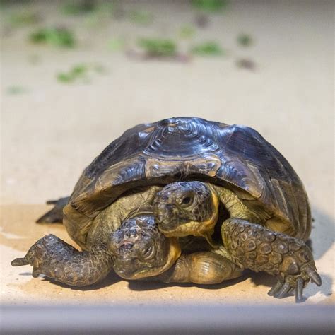 Bioparc Genève pour découvrir apprendre et comprendre la biodiversité