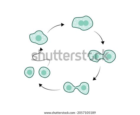 Simple Illustration Amoeba Reproduction Illustration Amoeba Stock ...