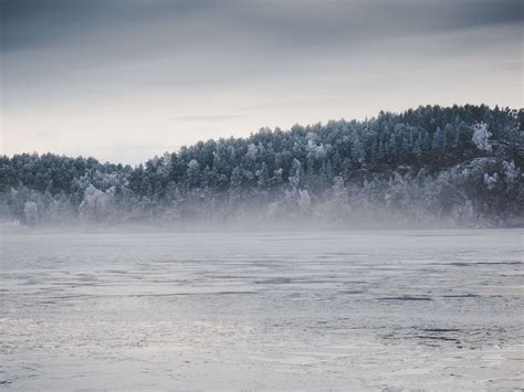 Cold Fog Forest Freeze Frost Frozen Ice Landscape Mist Scenery