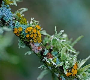 Lichen: Environmental Importance, Symbiosis & Facts | Study.com