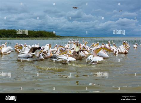 Lake ziway birds hi-res stock photography and images - Alamy