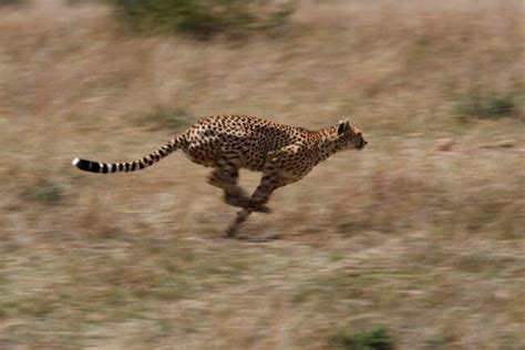 Tout savoir sur le guépard une espèce menacée d extinction Femme