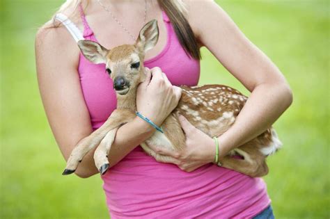 Wildlife Expert Stop ‘rescuing Baby Deer