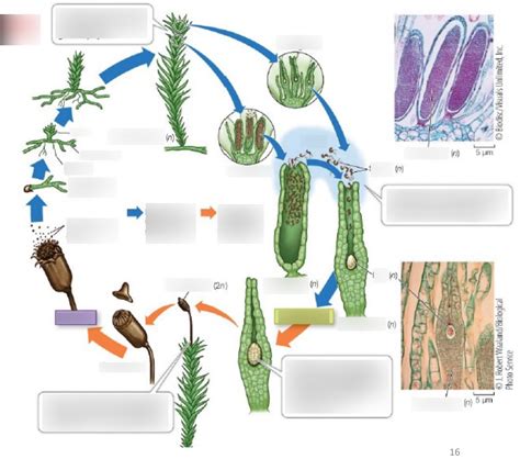 Diagram Of Life Cycle Of Nonvascular Plants Quizlet