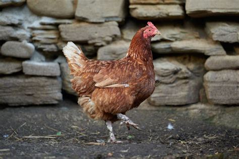 Coq Ou Poulets Sur La Ferme Avicole Gratuite Traditionnelle De Gamme