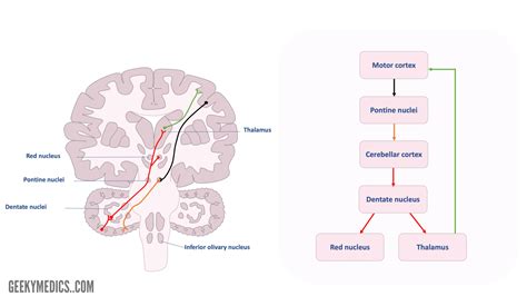 Cerebellum | Anatomy, Functions, Pathways | Geeky Medics