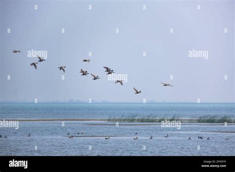 Birds In Chilika Lake Stock Photo Alamy