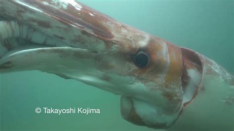 Rare Giant Squid Sighting In Japanese Harbour Bbc News