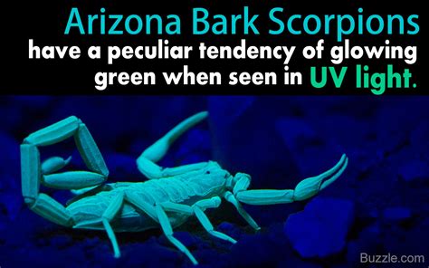 Truly Strange Facts About the Arizona Bark Scorpion - Animal Sake