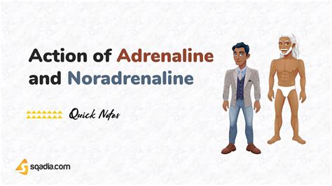 Action Of Adrenaline And Noradrenaline