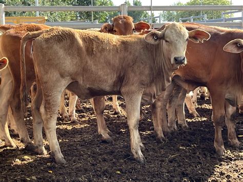 Decks Charolais X Mixed Sex Weaners Grant Daniel Long