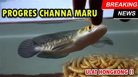 MANFAAT ULAT HONGKONG PROGRES CHANNA MARU YELLOW SENTARUM YouTube