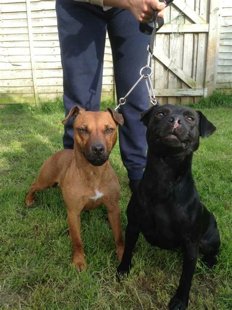 Patterdale Terrier Patterdale Terrier Beautiful Dogs American