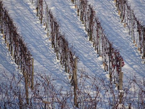 Dolcetto D Alba Ferdinando Principiano 2021 Enovely