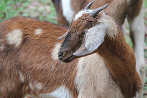 Goat Free Stock Photo Public Domain Pictures