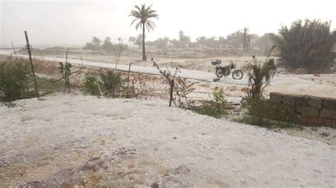 صوت العراق “الحالوب” يفجع فلاحي النجف ويدمر 30 الف دونم زراعي