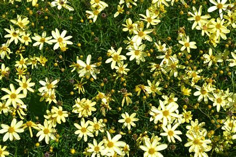 Moonbeam Coreopsis Is A Perennial That Produces Small Yellow Flowers Small Yellow Flowers