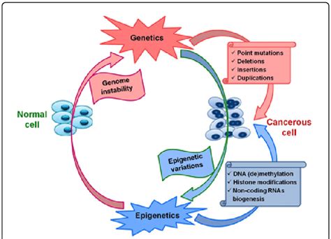 Genetic and epigenetic perspectives of cell division under the changing ...