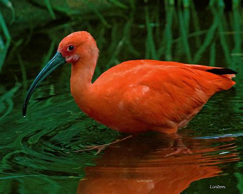 Scarlet Ibis Photograph By Larry Linton Fine Art America