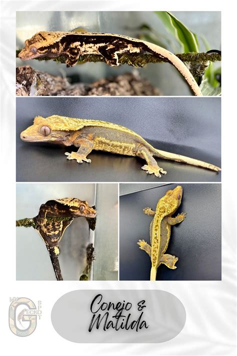 My Gecko Spots Collection Morphmarket