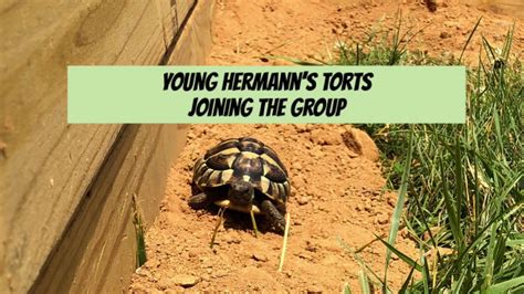 How To Set Up Young Hermanns Tortoises In An Safe Outdoor Enclosure