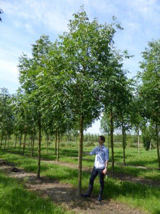 Fraxinus Americana Autumn Applause Fraxinus Americana Autumn