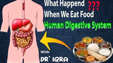 How Digestive System Works Human Digestive System Mouth To Anus In