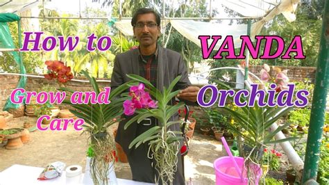 How To Grow And Care Vanda Orchids Easily At Your Home Youtube