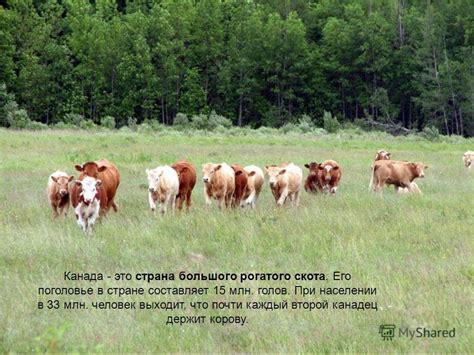 Презентация на тему: "Подготовила Горшкова Анастасия, Канада имеет ...