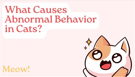 What Causes Abnormal Behavior in Cats? - Paeceful Connect