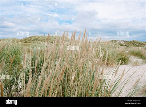 Landscape of Jutland, Denmark Stock Photo - Alamy