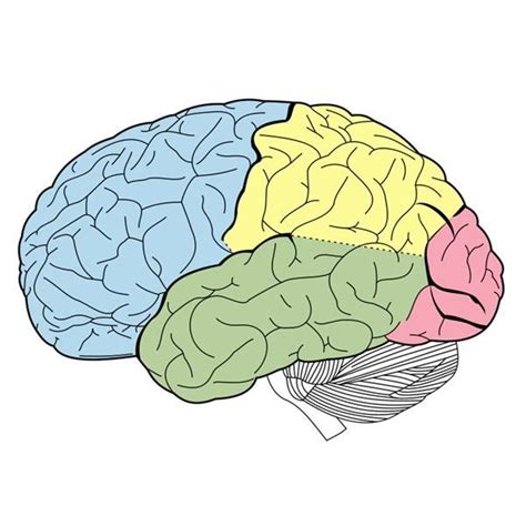 The Cerebral Cortex Diagram | Quizlet