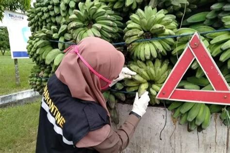 Ekspor Pisang Menjanjikan Pemprov Kaltim Dorong Petani Tingkatkan Produksi