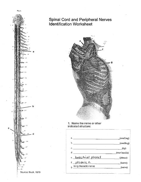 Cord Plus Nerves Worksheet He 3 Spinal Cord And Peripheral Nerves