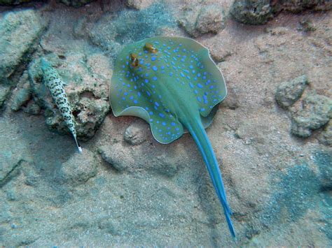 All Different Types Of Stingrays Around The World With Photos