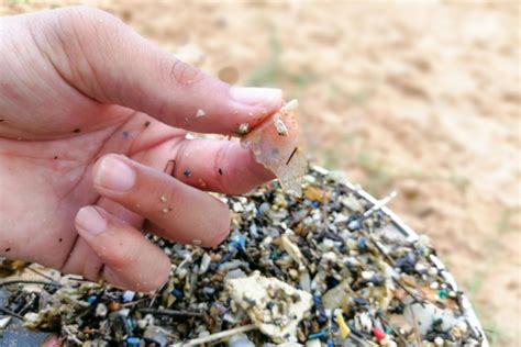 Do You Know How To Avoid Microplastics In Food The Eco Hub