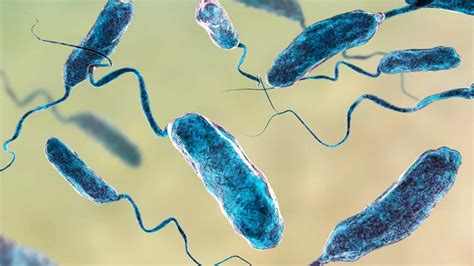 EU Alerta Por Vibrio Vulnificus La Bacteria Come Carne