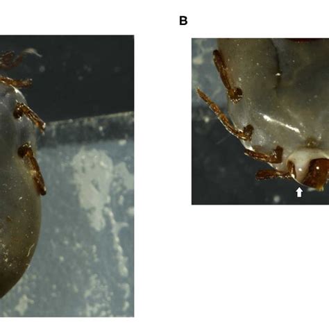 Collection Of Saliva From Partially Engorged H Longicornis Ticks