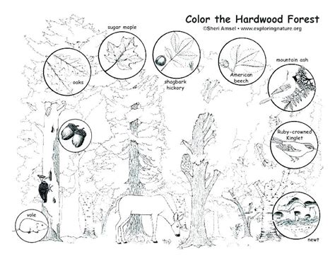 Forest Habitat Drawing at PaintingValley.com | Explore collection of ...