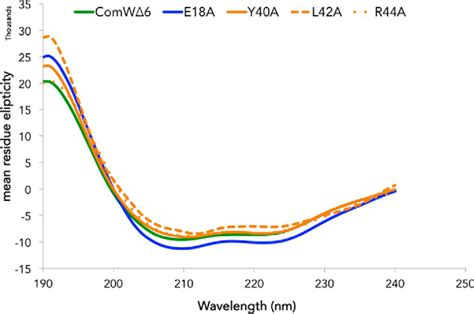 The Pneumococcal X Activator Comw Is A Dna Binding Protein Critical