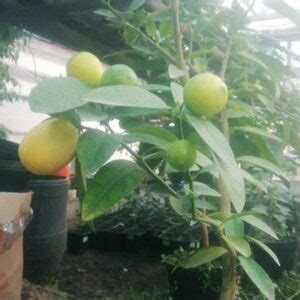 Лимоны Дома