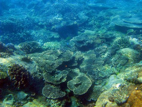 Free image of Coral Reef