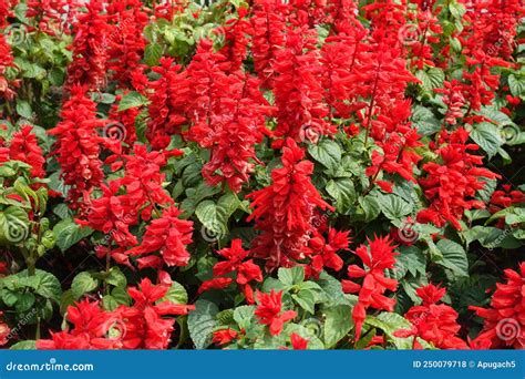 Flores Rojas Escarlatas Abundantes De Salvia Splendens Foto De Archivo