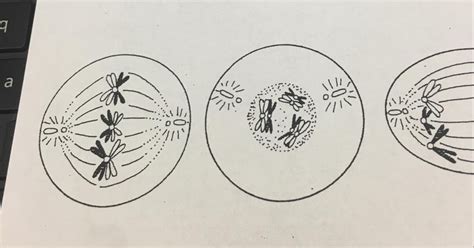 Fajarv Prophase 1 Drawing Labeled