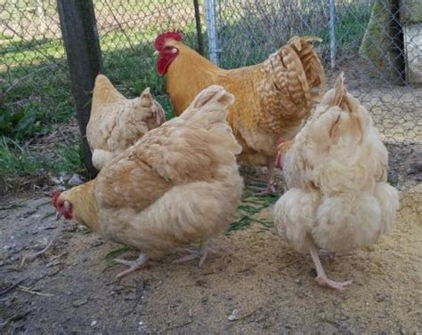 Rare Lemon Cuckoo English Orpington Hatching Eggs Hatching Eggs