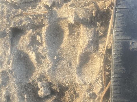 Nine Banded Armadillo Tracks 5feb2022 Gold Academy Private And Corporate Training