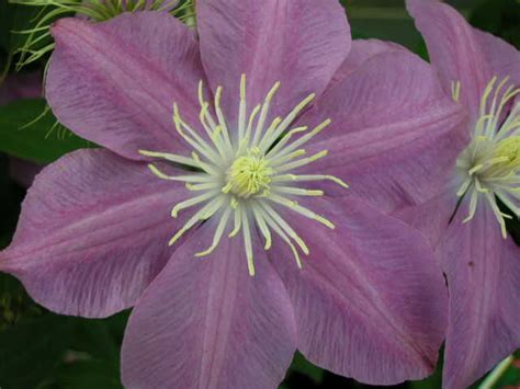 Clematis Hybrids Group Clematisbe