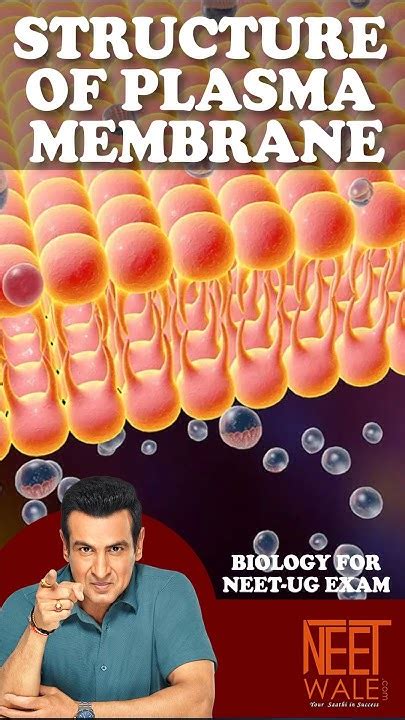 Structure Of Plasma Membrane Cell The Unit Of Life Biology For Neet Ug Exam Neet Biology