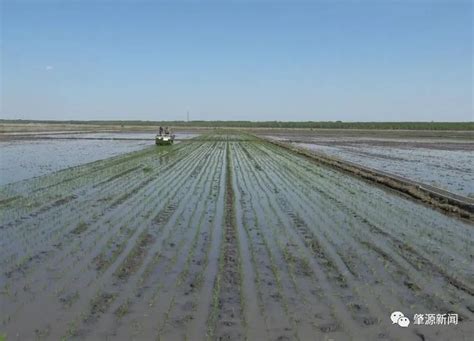 春耕生产正当时丨肇源县水稻插秧迈进“北斗导航无人驾驶”新时代澎湃号·政务澎湃新闻 The Paper